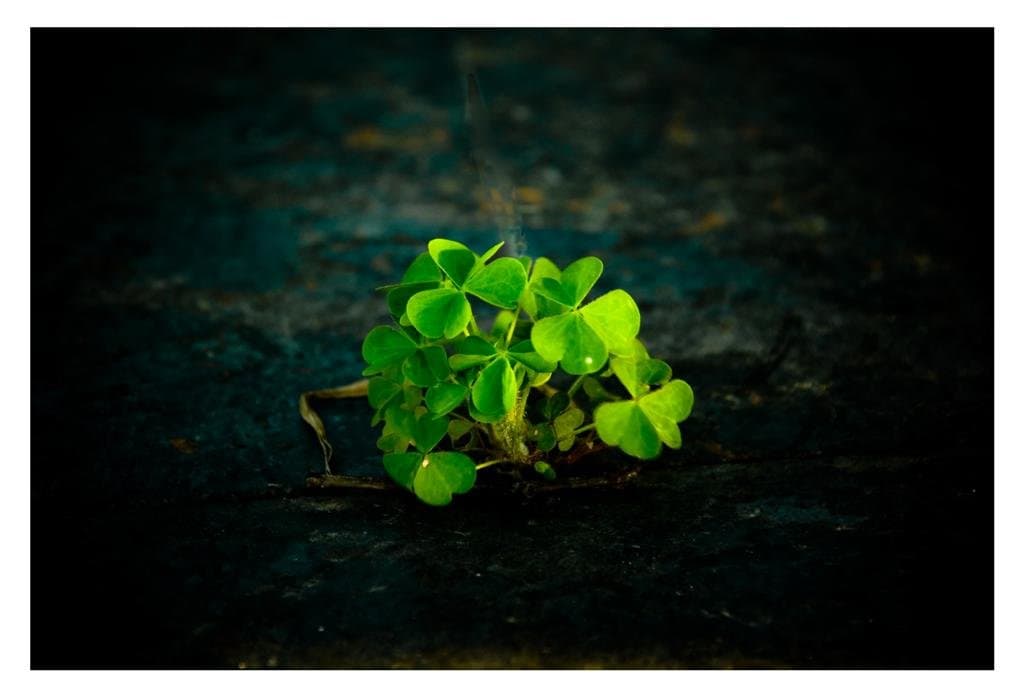 оДИНОКАЯ ТРАВА НА АФАЛЬТЕ..