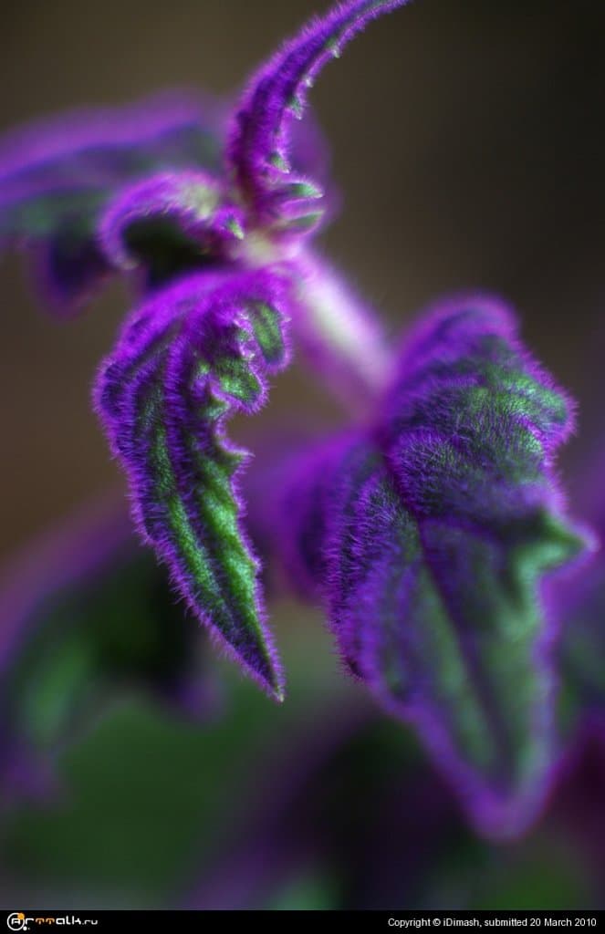 Сияющая Гинура