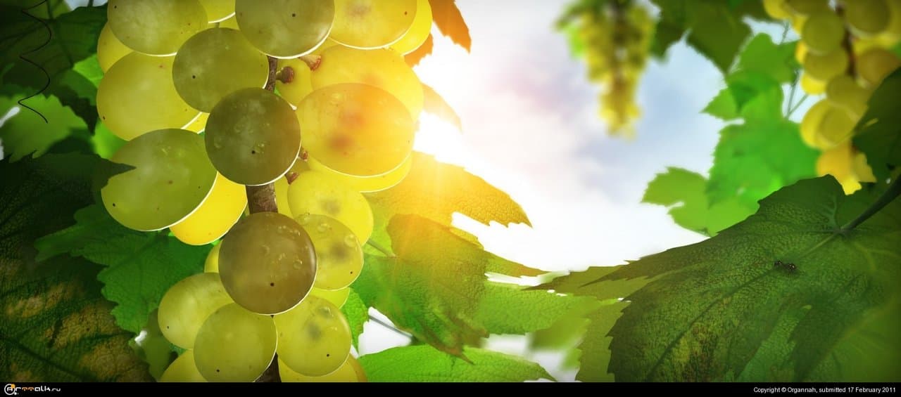 Виноград