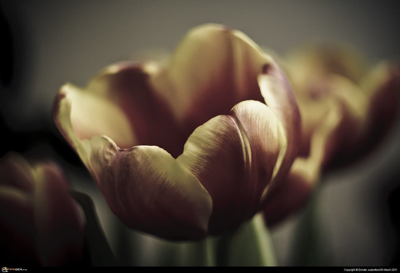 Tulip