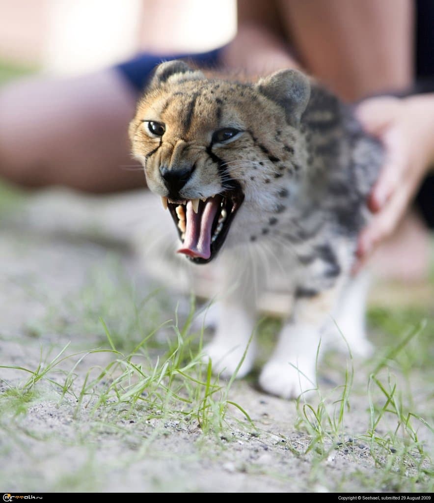 Микрогипард