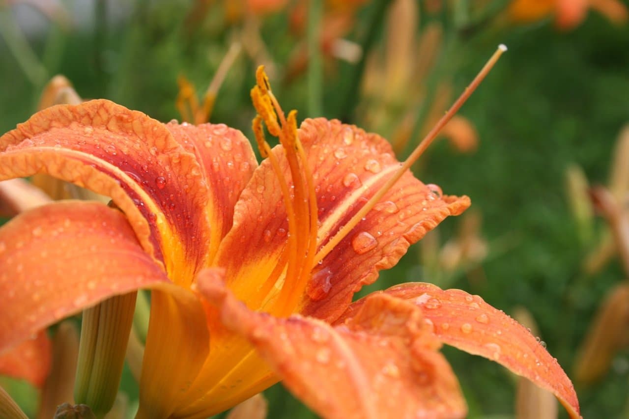 После дождя