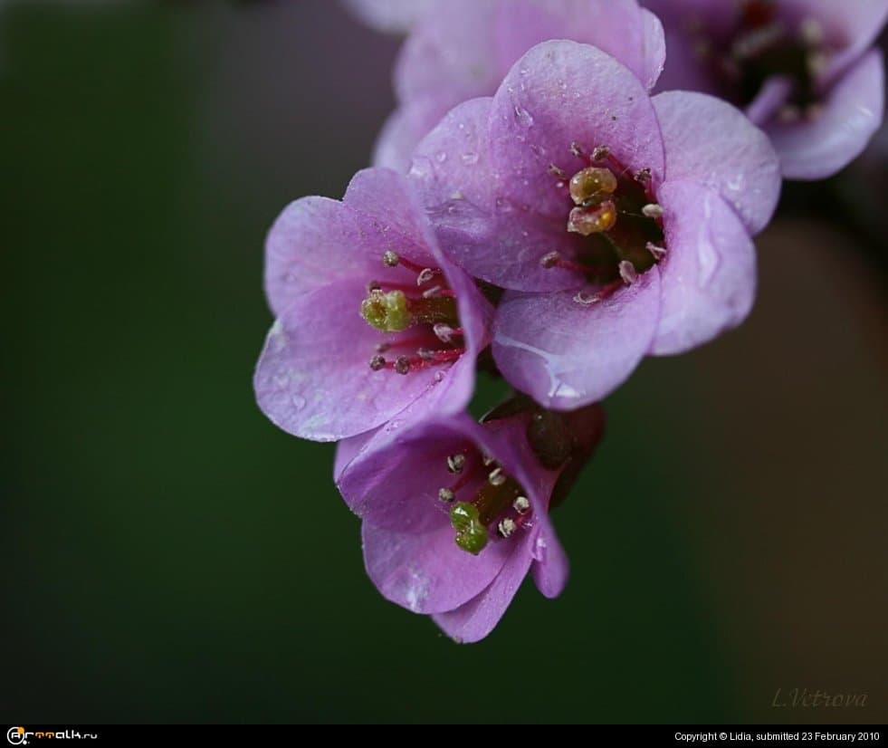 После дождя