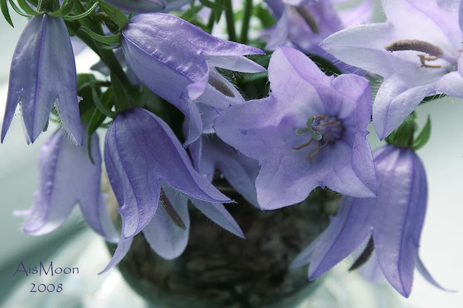 Колокольчики