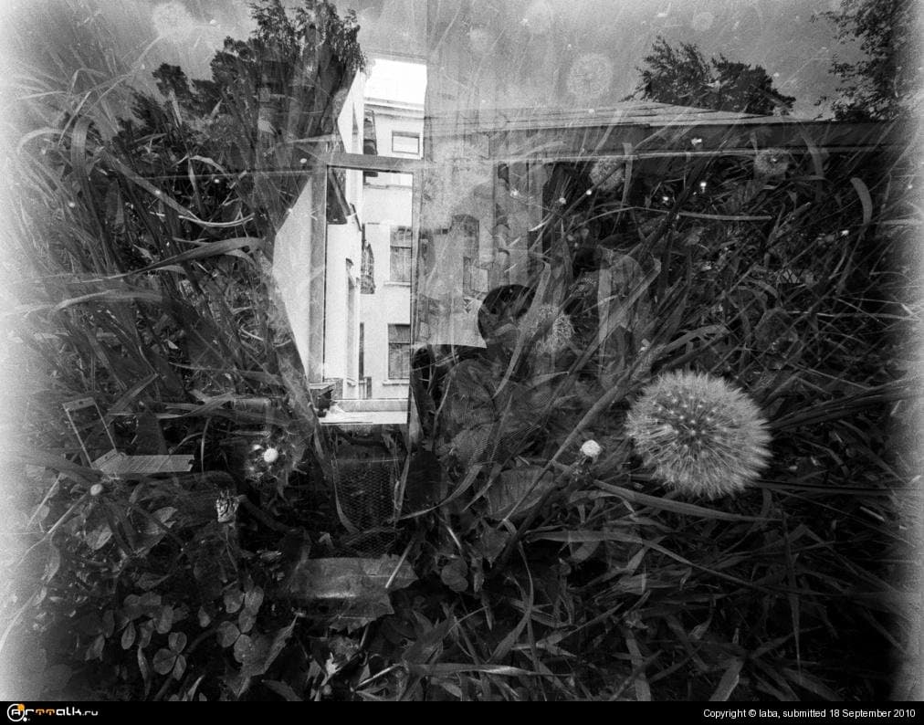 Вино из одуванчиков