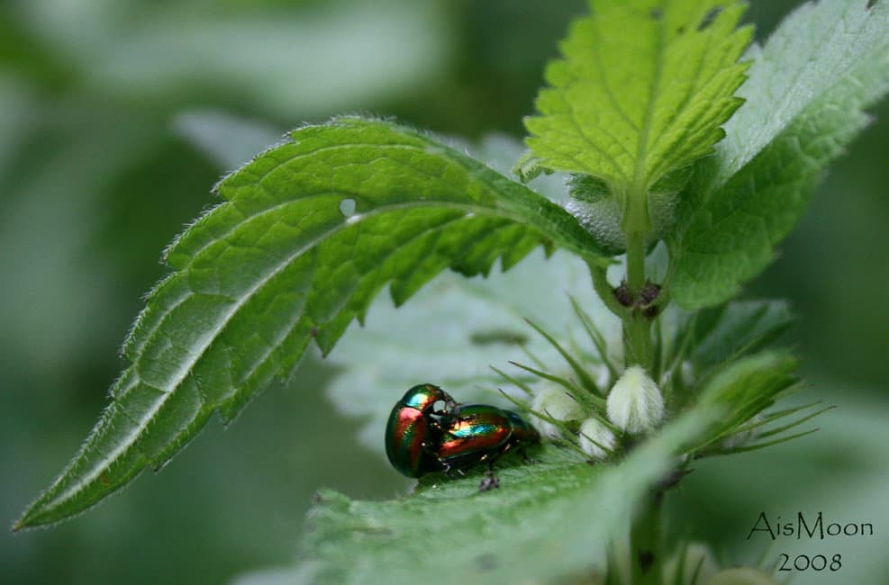 Весенний прикол)))