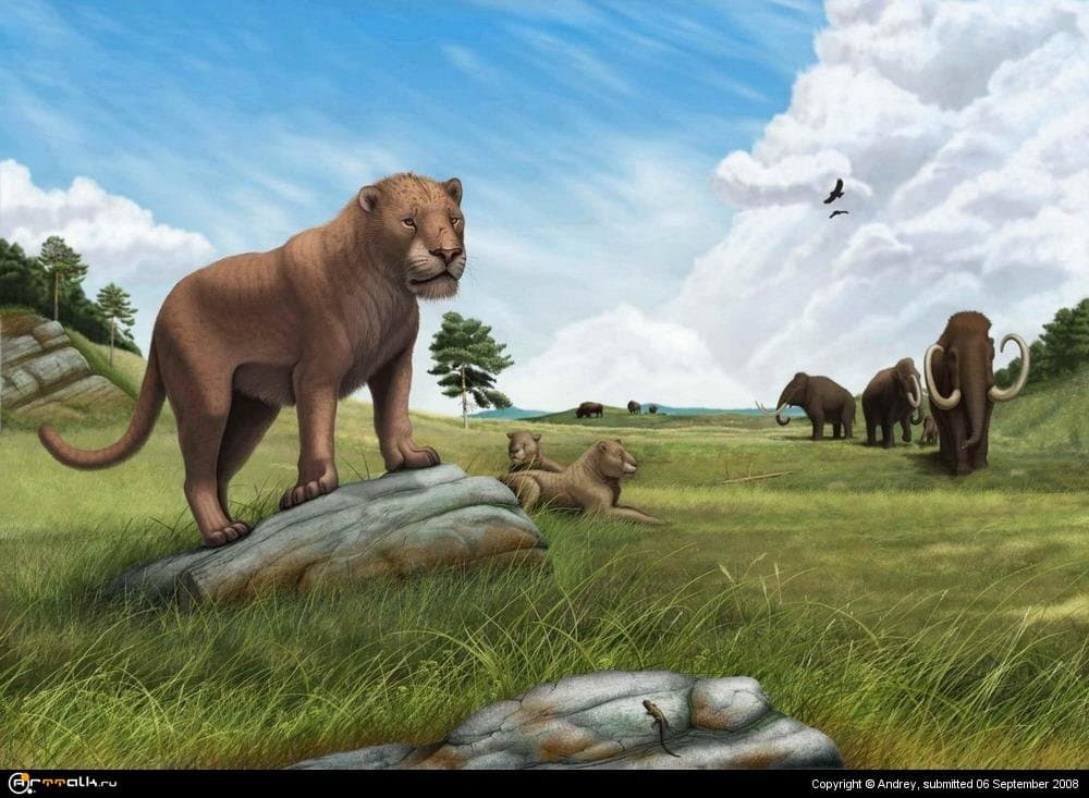 Panthera spelaea (пещерный лев)