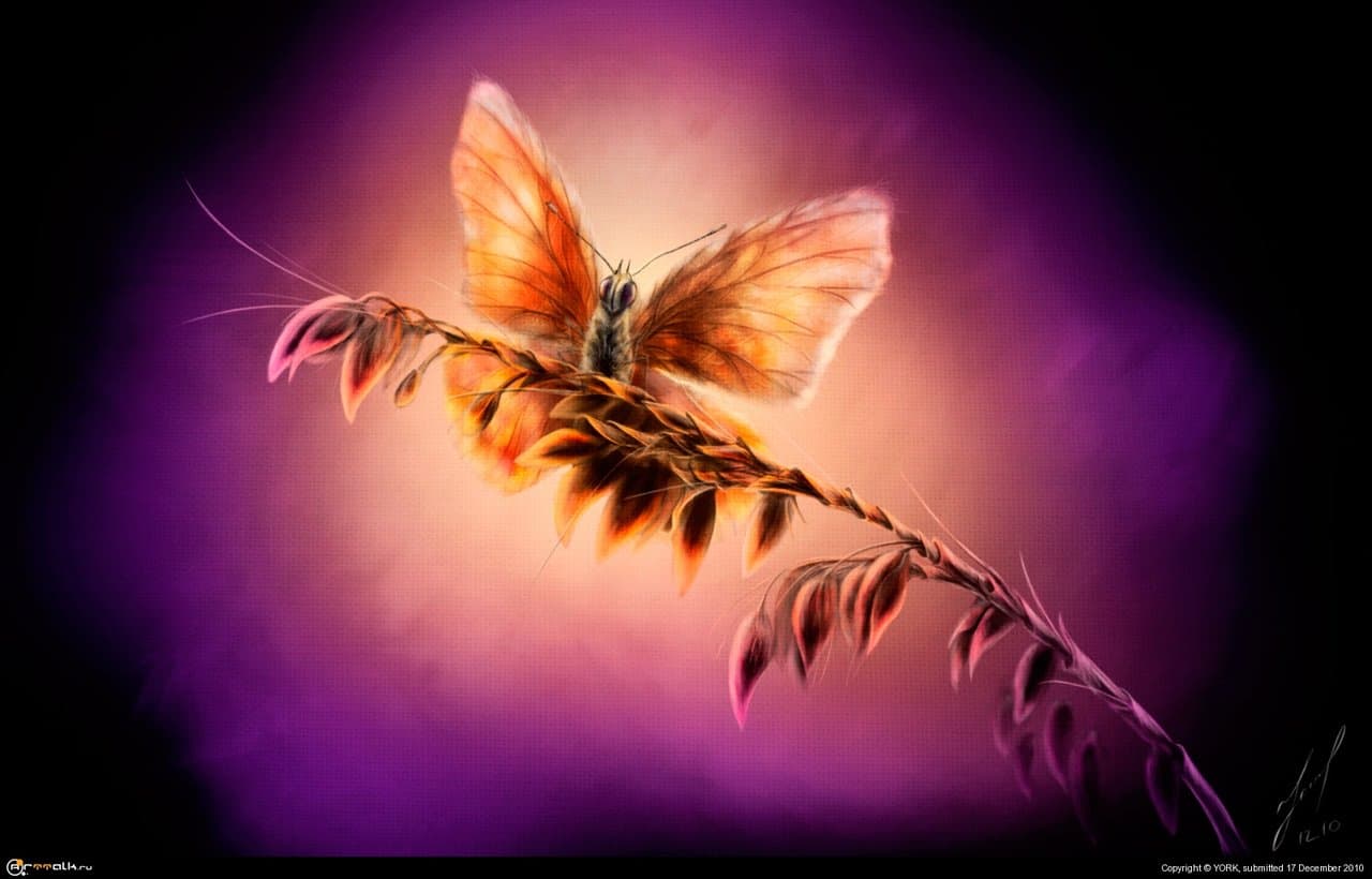Бабочка на колоске