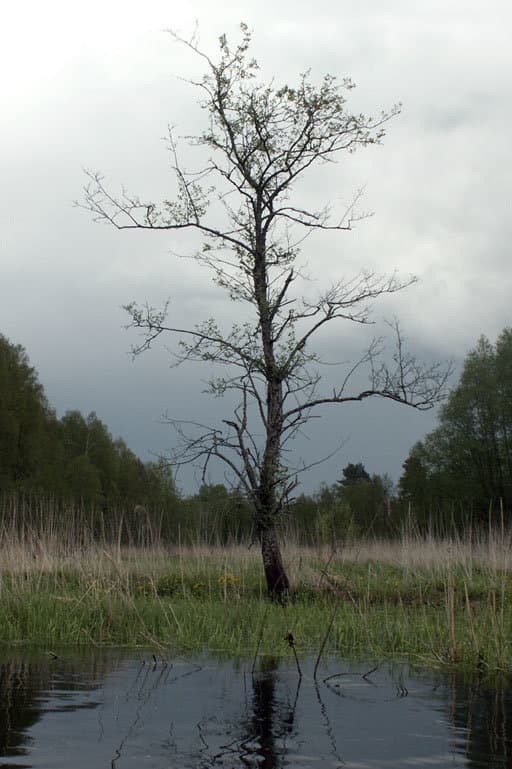 Черепятицкое дерево.