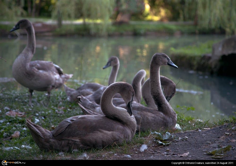 Молодые лебеди
