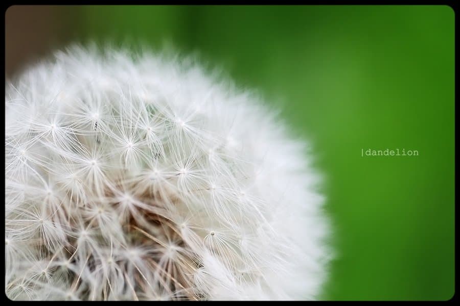{dandelion}