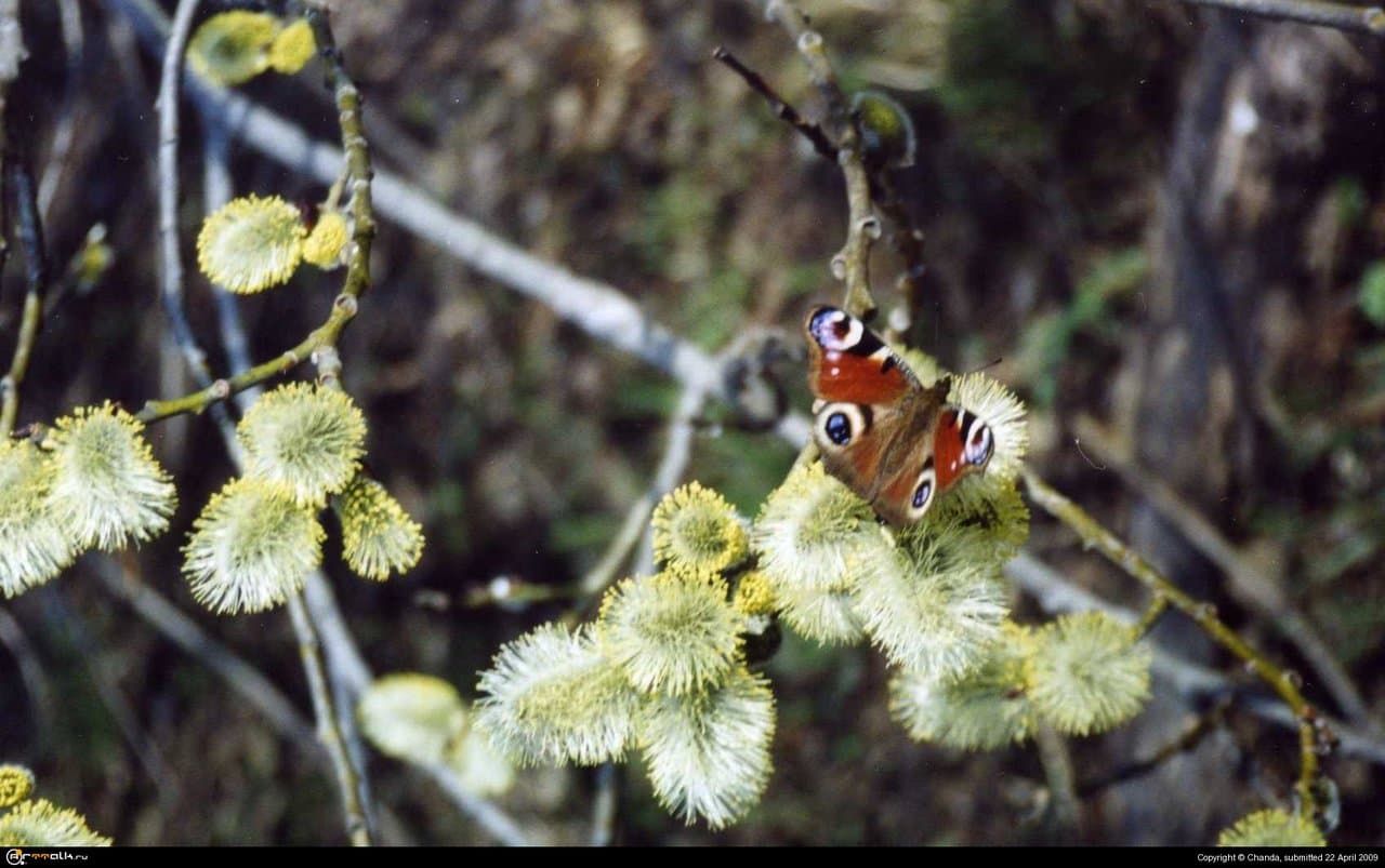 Первая бабочка