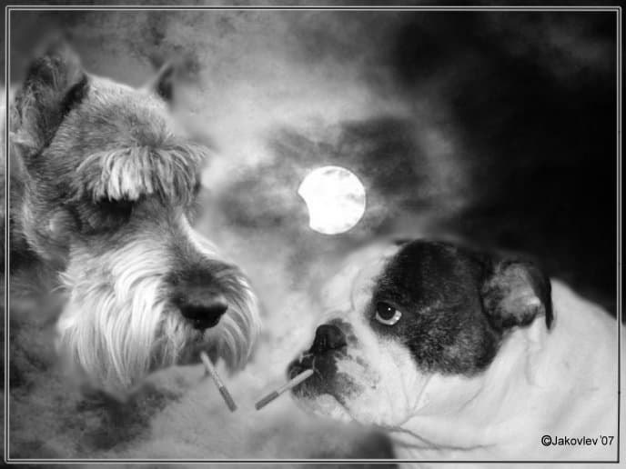 Огоньку б Братесссс