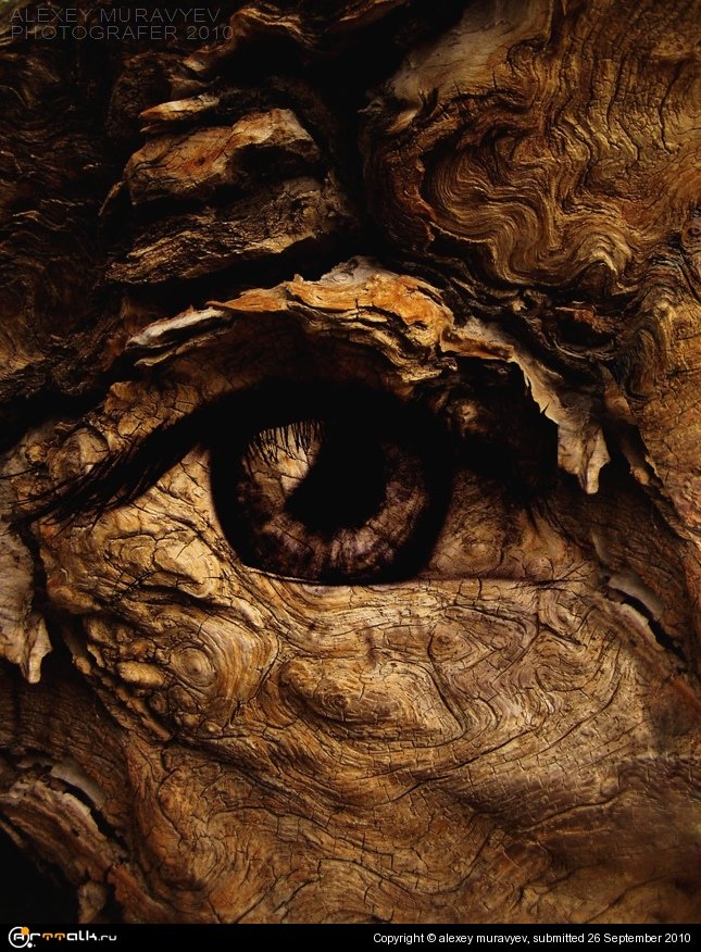 Древо познания