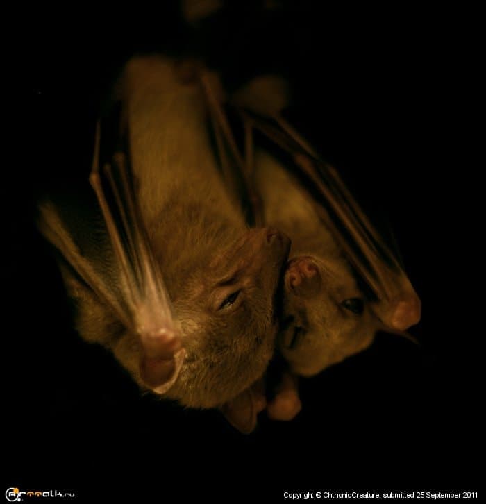 Рукокрылые