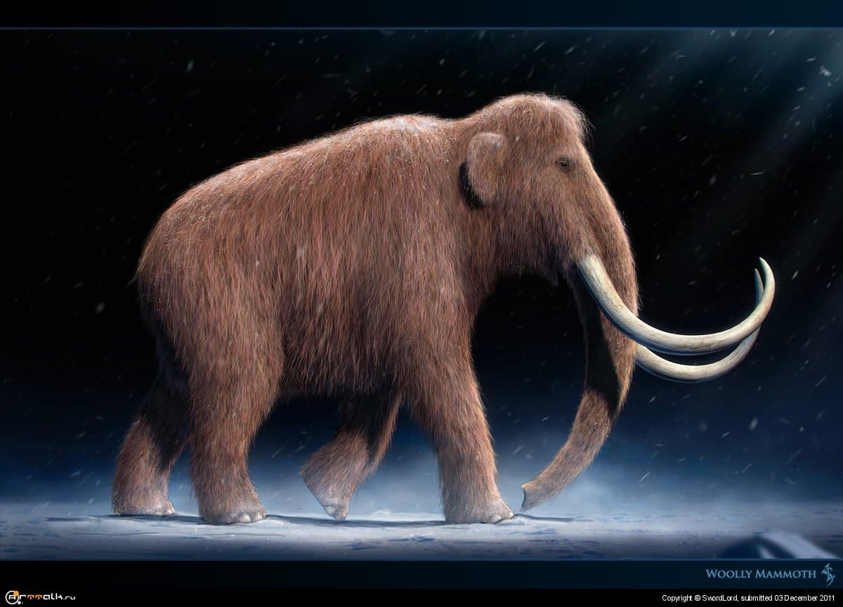 Woolly Mammoth