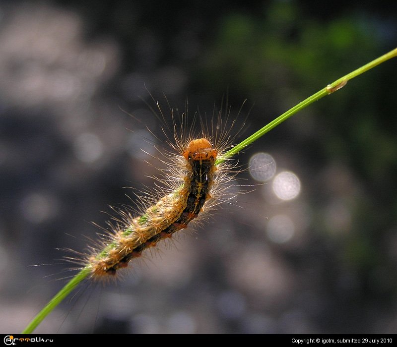 ползун нечесаный...