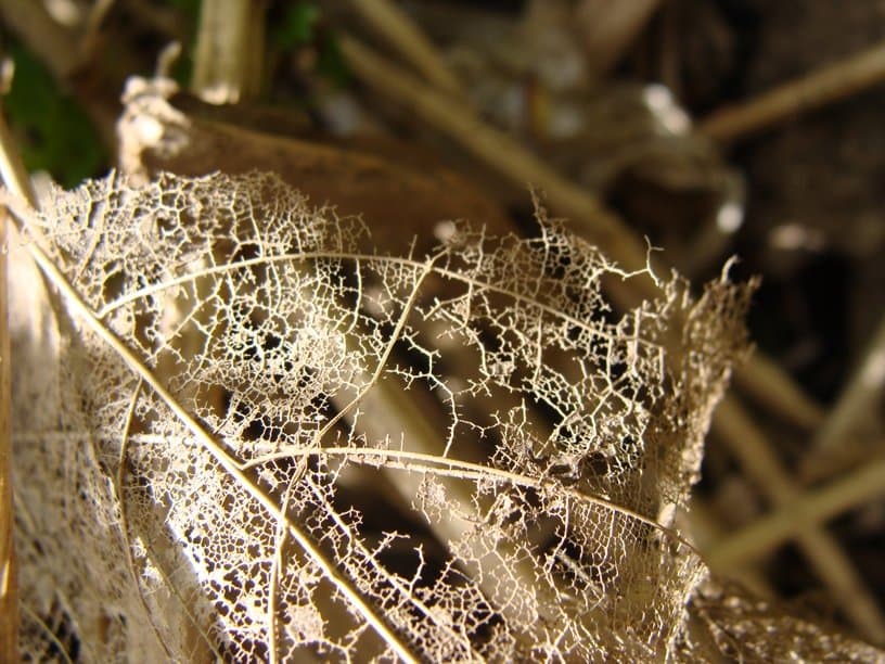 Совсем увядшая красота)