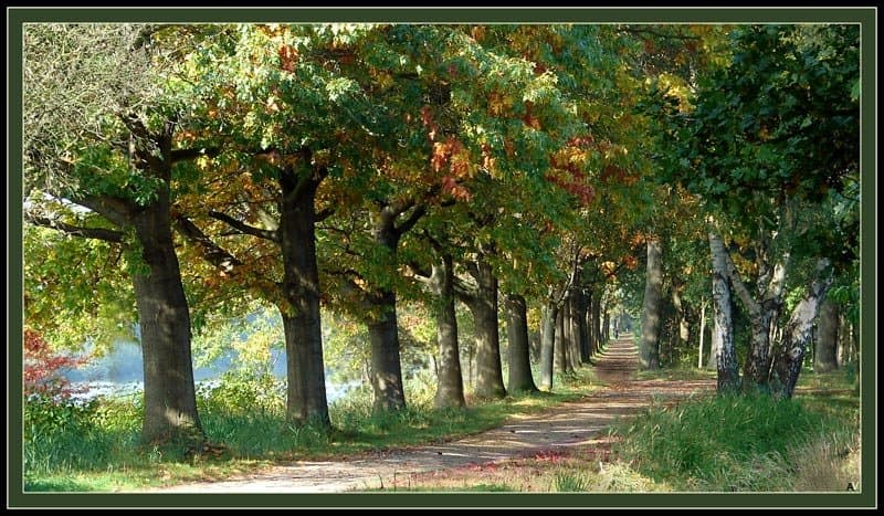 Аллея добра :)