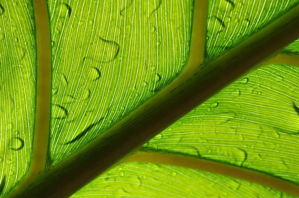 После дождя