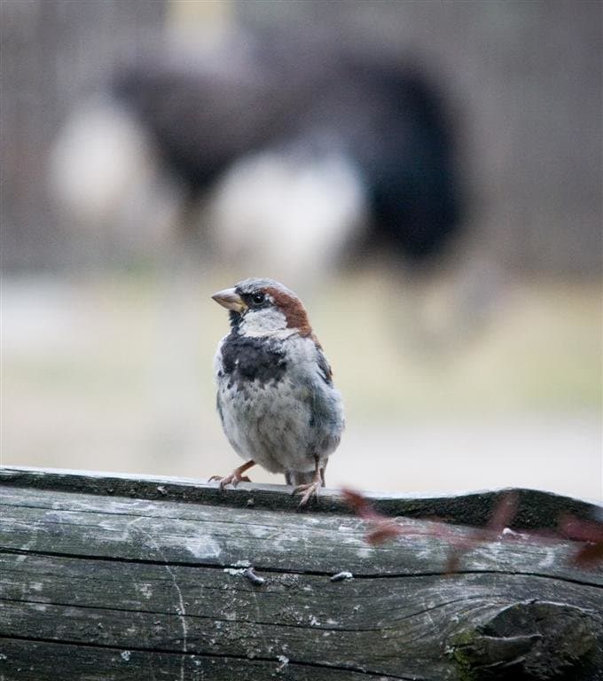 Где обедал воробей........
