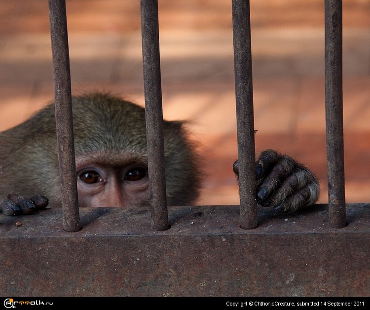 Обезьяний питомник