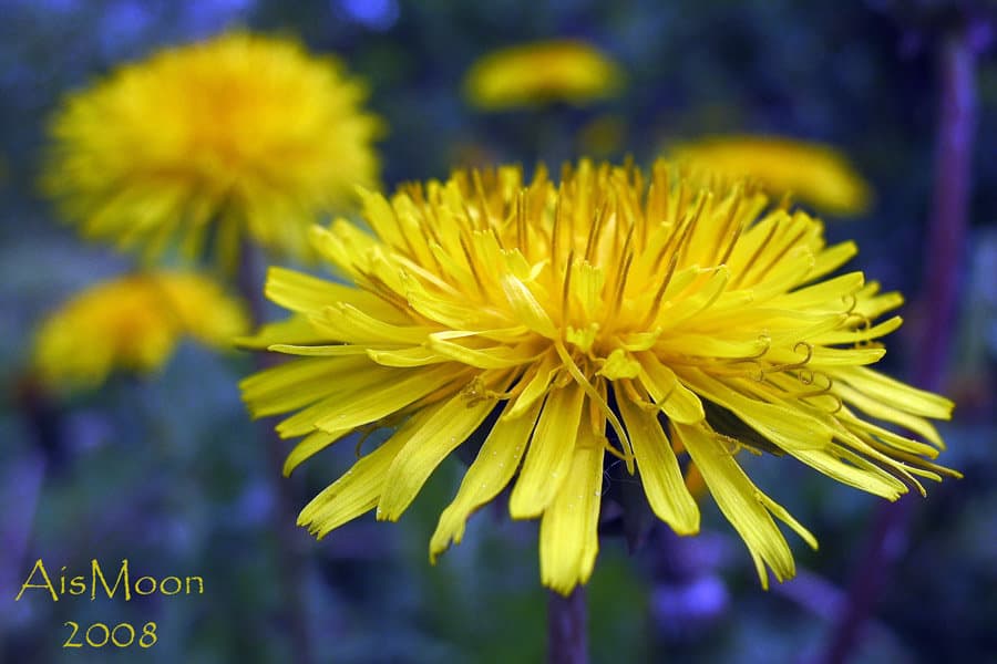 Желтым цветом на голубой поляне…