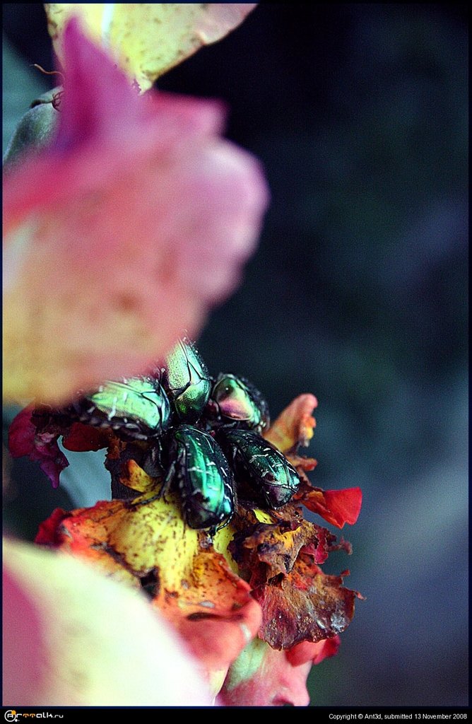 Пожератели цветов