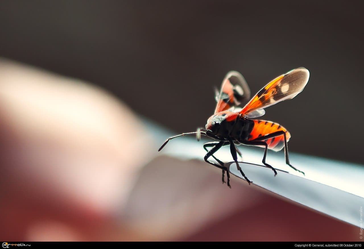 Жук-пожарник