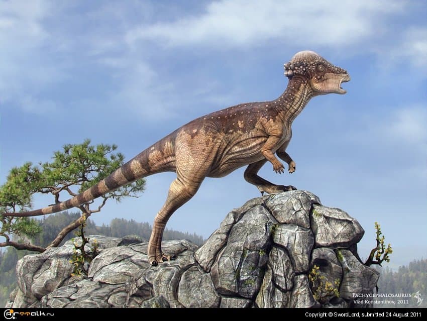Pachycephalosaurus