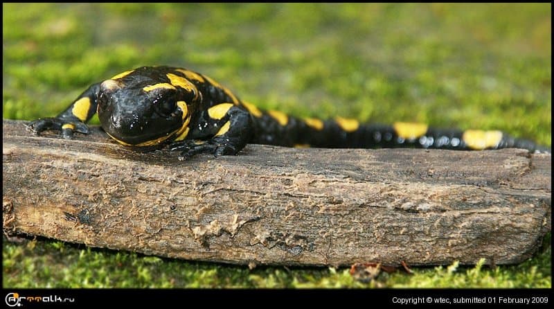 Почти Билайн