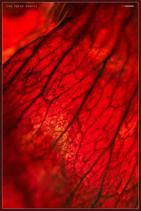 Мое обнаженное сердце..