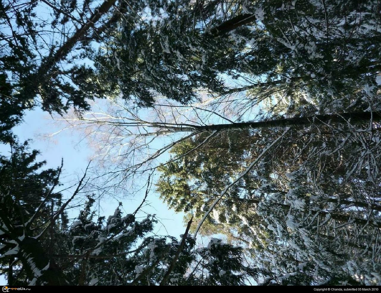 Весенняя ёлка