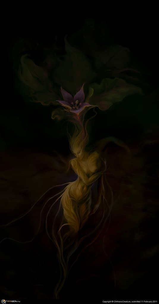 Mandragora Autumnalis