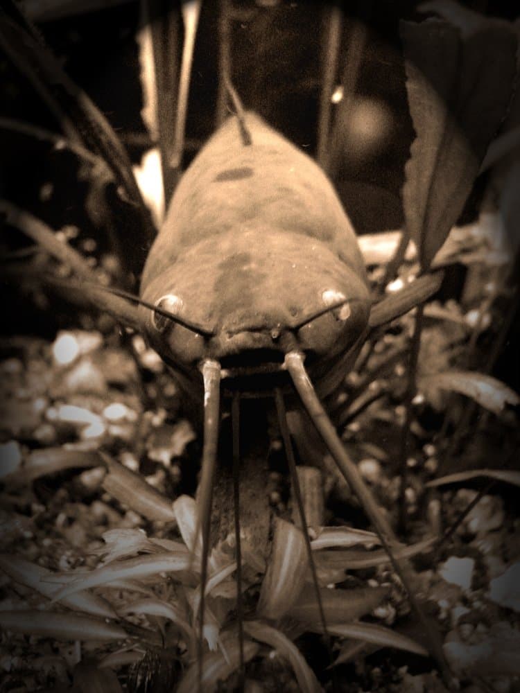 Долгожитель