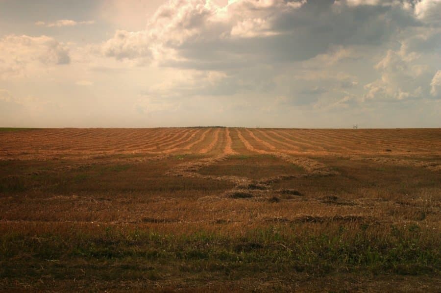 Поле. Беларусь