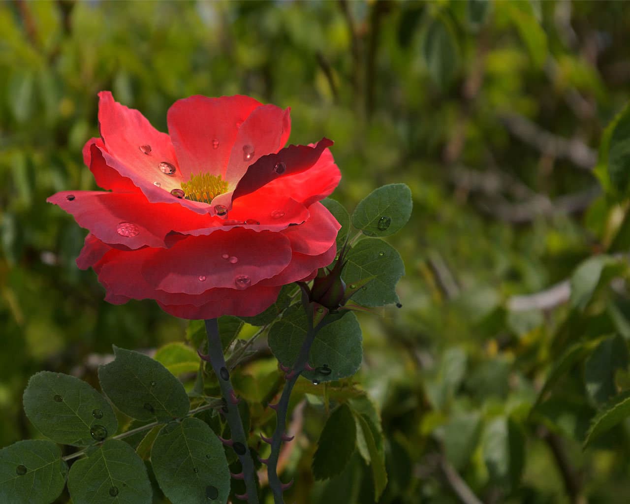 роза в капельках