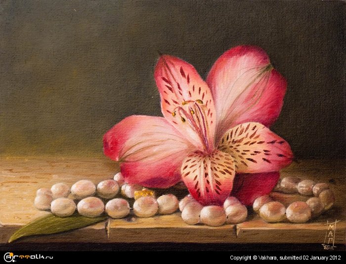 Лилия Инков (Альстромерия)