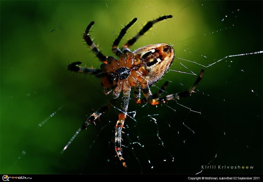 Spider Expression