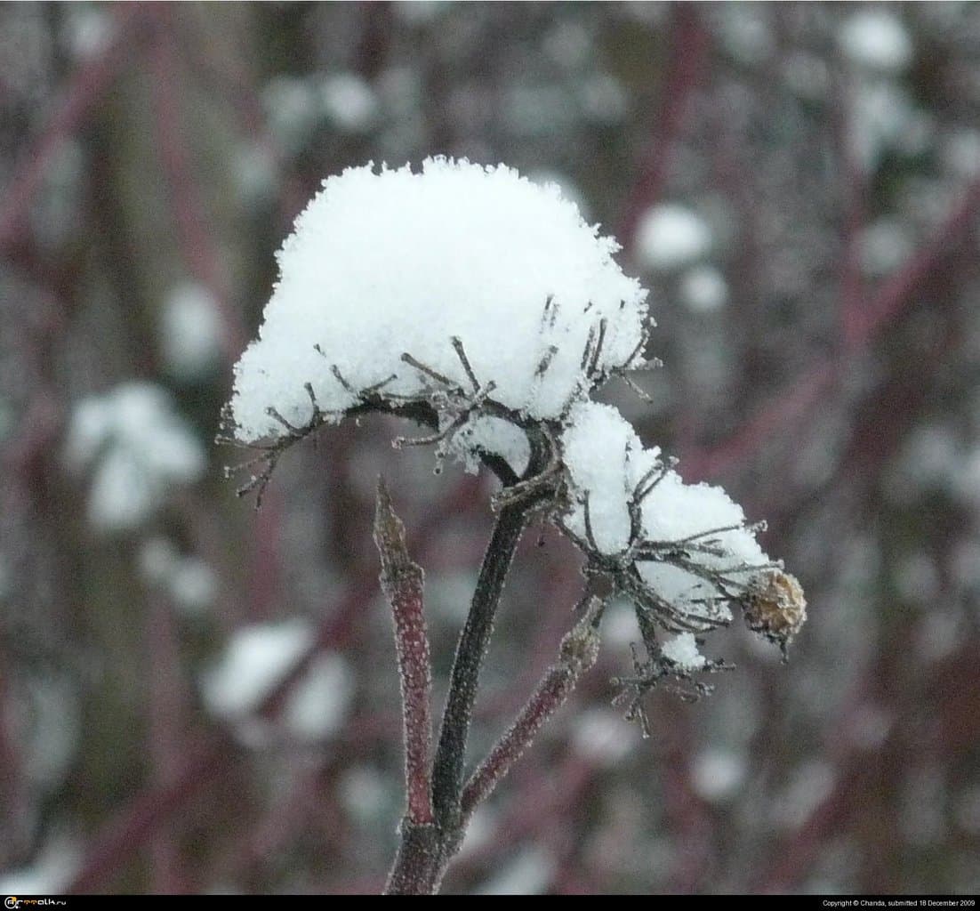 Зимний цветок