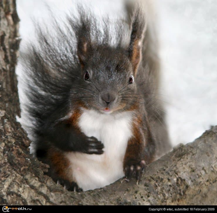 Ледниковый период 19