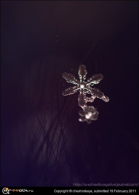 Snowflakes
