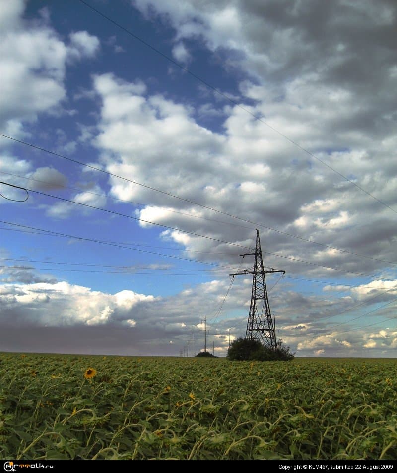 Подсолнухи спят