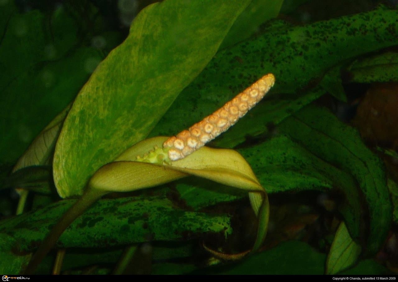 Подводный цветок