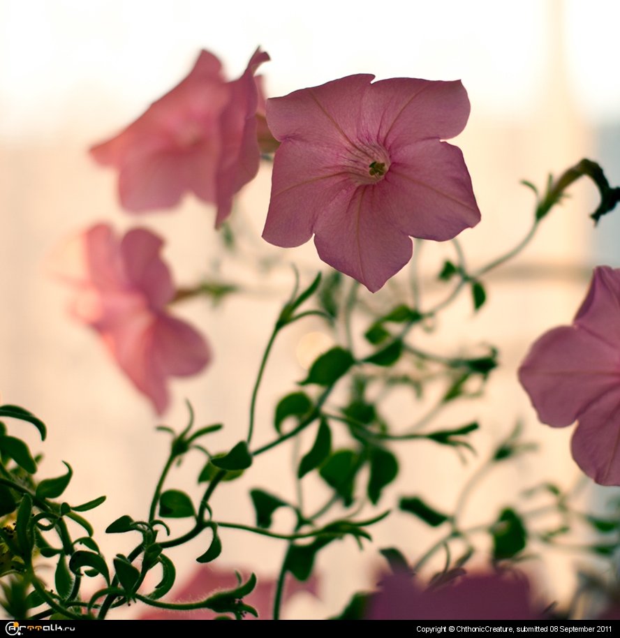 нежная флора