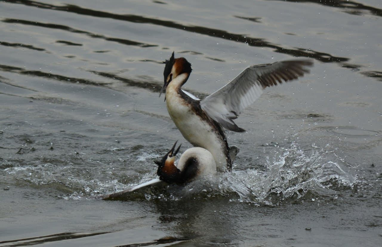 Большие поганки (чомги)